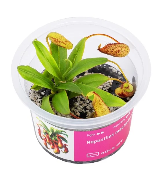 littletreedesignbiotopes843069