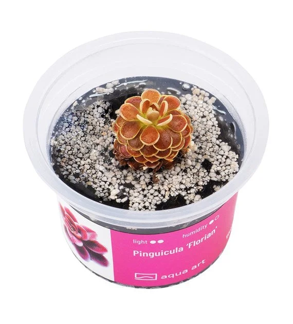 littletreedesignbiotopes843083