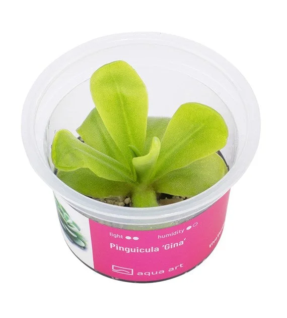 littletreedesignbiotopes843097