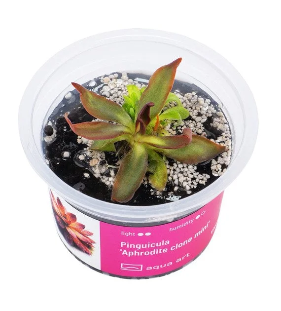 littletreedesignbiotopes843115