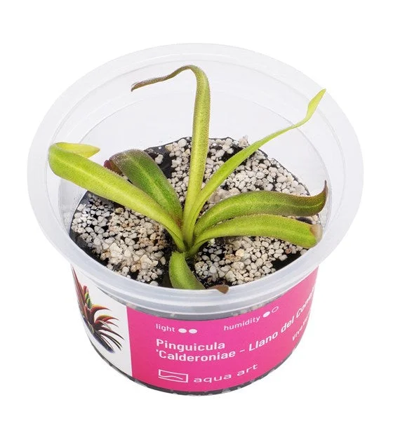 littletreedesignbiotopes843134