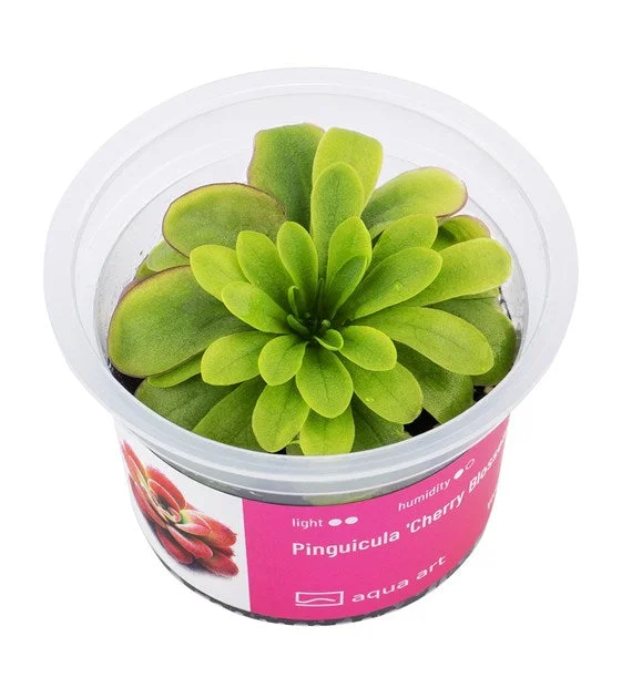 littletreedesignbiotopes843157