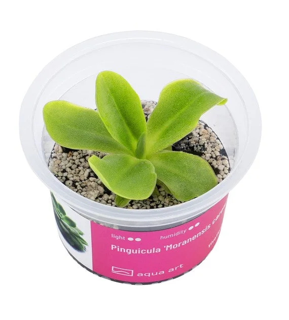littletreedesignbiotopes843174