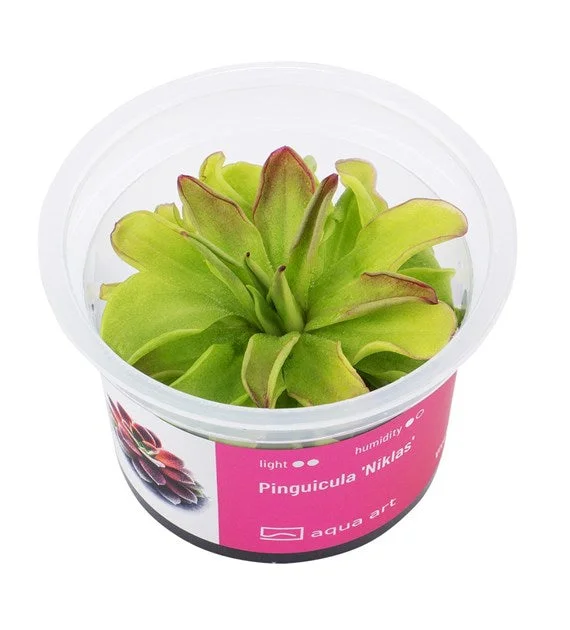 littletreedesignbiotopes843195
