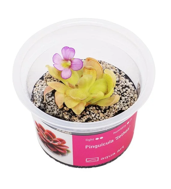 littletreedesignbiotopes843225