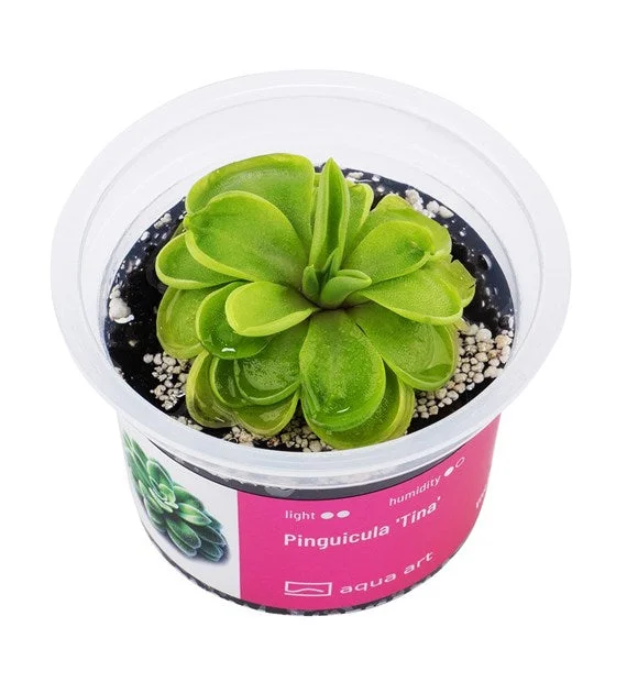 littletreedesignbiotopes843244