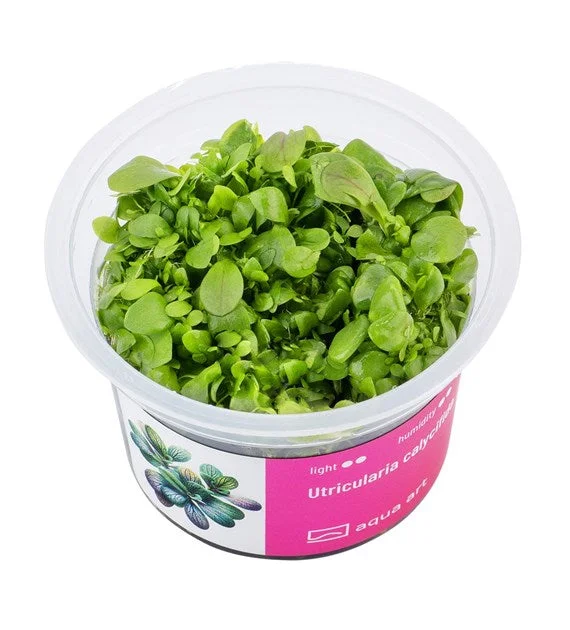 littletreedesignbiotopes843259
