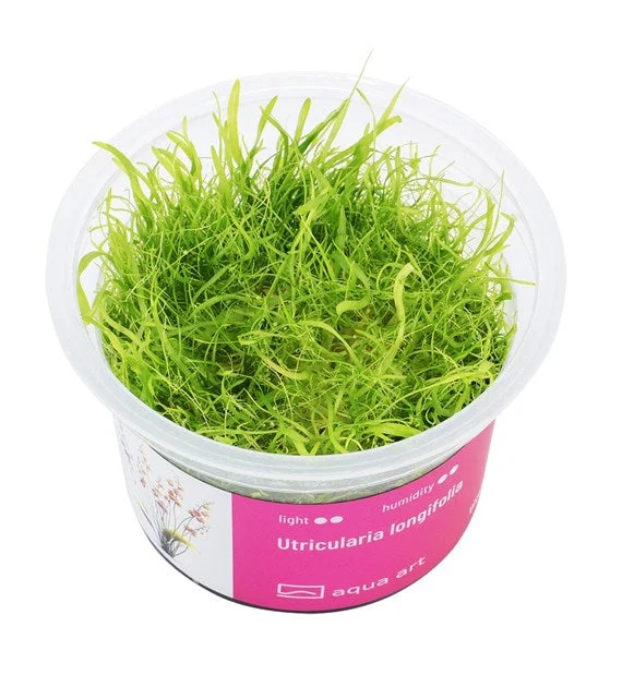 littletreedesignbiotopes843277