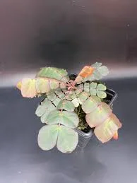 littletreedesignbiotopes843294
