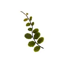 littletreedesignbiotopes843326