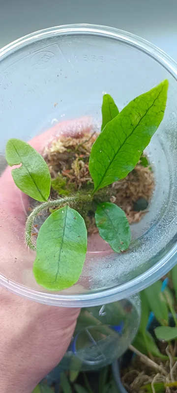 littletreedesignbiotopes843350