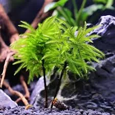 littletreedesignbiotopes843415