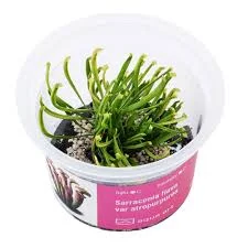 littletreedesignbiotopes843446