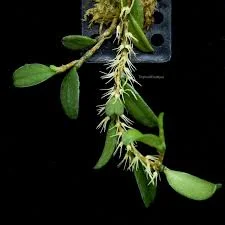 littletreedesignbiotopes843476