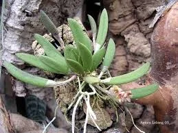 littletreedesignbiotopes843515