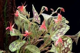 littletreedesignbiotopes843526