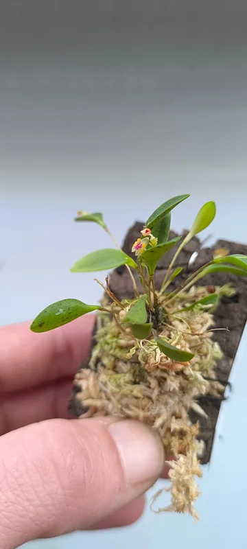 littletreedesignbiotopes843577