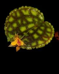 littletreedesignbiotopes843611