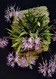 littletreedesignbiotopes843624