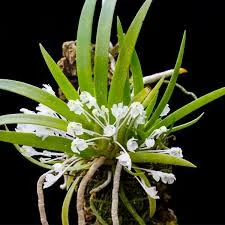 littletreedesignbiotopes843639