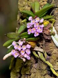 littletreedesignbiotopes843671