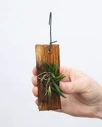 littletreedesignbiotopes843702