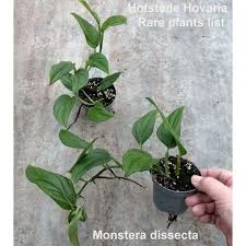 littletreedesignbiotopes843758