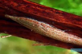 littletreedesignbiotopes843876