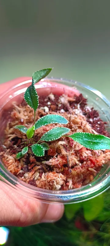 littletreedesignbiotopes843984