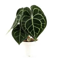 littletreedesignbiotopes844017