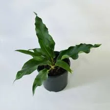 littletreedesignbiotopes844031
