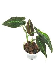 littletreedesignbiotopes844045