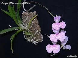 littletreedesignbiotopes844057