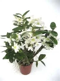 littletreedesignbiotopes844075