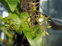 littletreedesignbiotopes844084