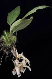 littletreedesignbiotopes844118