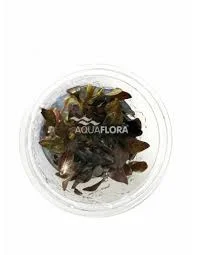 littletreedesignbiotopes844150
