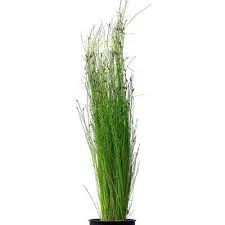 littletreedesignbiotopes844175