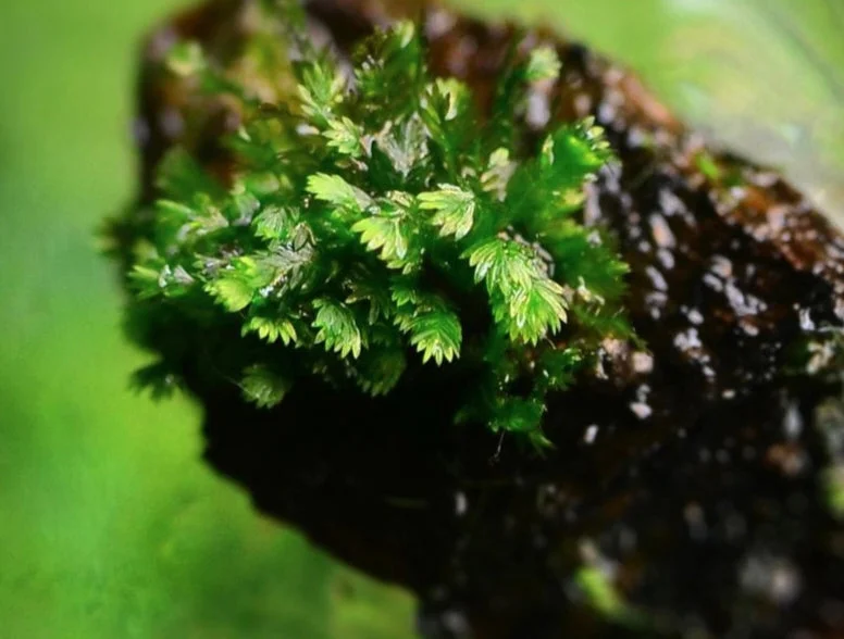 littletreedesignbiotopes844188