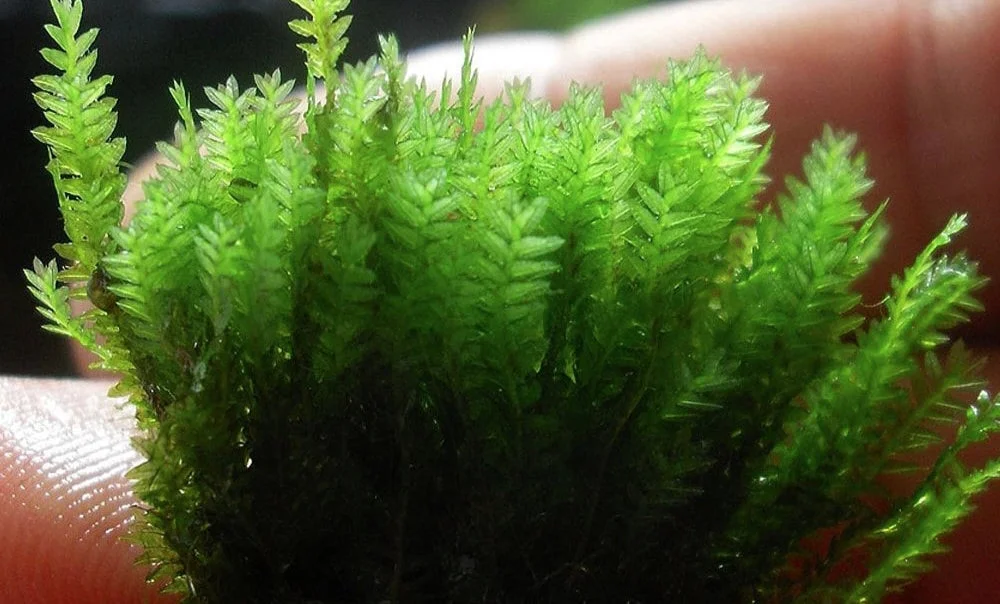 littletreedesignbiotopes844204