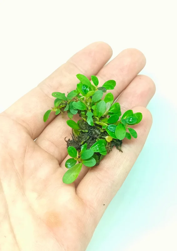 littletreedesignbiotopes844316