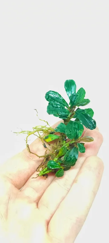 littletreedesignbiotopes844359