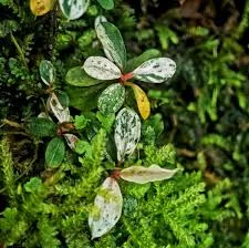 littletreedesignbiotopes844402