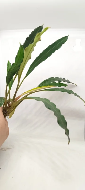 littletreedesignbiotopes844424