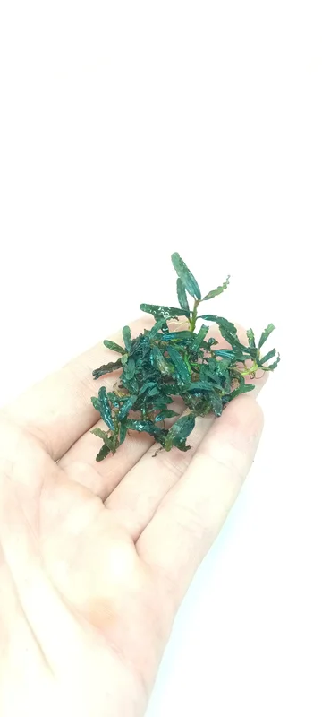 littletreedesignbiotopes844478