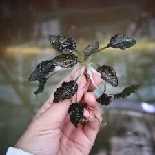 littletreedesignbiotopes844498
