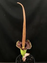 littletreedesignbiotopes844888