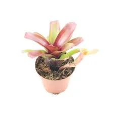 littletreedesignbiotopes844905