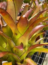 littletreedesignbiotopes844918