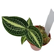 littletreedesignbiotopes844936